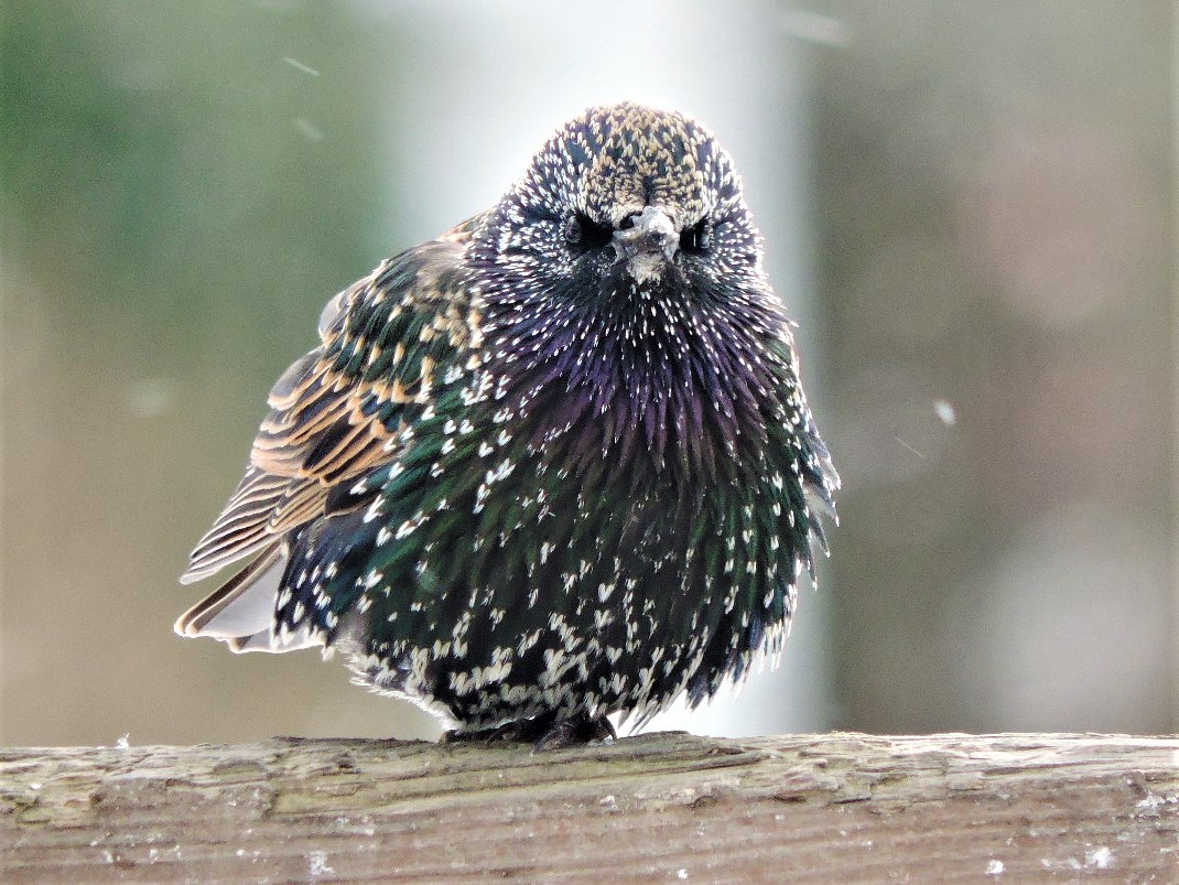 Great Backyard Bird Counting Walk - MVR Vacation Rentals